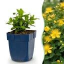 Stauden - Hypericum calycinum - Johanniskraut - Bienen- und Schmetterlingsanlockern - Gelb - 24 Pflanzen - Topf 11cm - Höhe 15-25cm