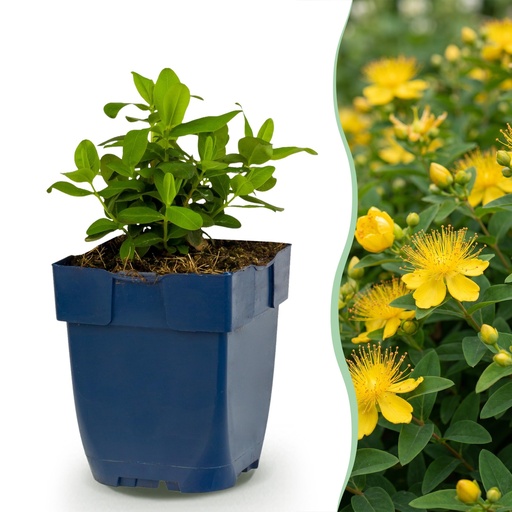 "Stauden - Hypericum calycinum - Johanniskraut - Bienen- und Schmetterlingsanlockern - Gelb - 24 Pflanzen - Topf 11cm - Höhe 15-25cm image"