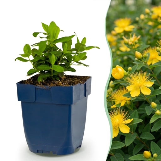 "Großblütiges Johanniskraut (Hypericum calycinum) – winterharter Bodendecker, Höhe ca. 11 cm image"
