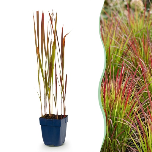 "Gräser - Imperata cylindrica Red Baron - Japanisches Blutgras - Rote Ausläufer - Rot - 1 Pflanze - Topf 11cm - Höhe 15-25cm image"