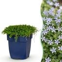 Stauden - Isotoma fluviatilis - Sternblume - Steingartenpflanzen - Hellblau - 1 Pflanze - Topf 11cm - Höhe 15-25cm