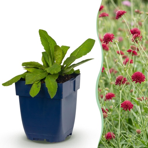 "Mazedonische Witwenblume 24er-Set (Knautia macedonica) – winterharte Staude, Topf-Ø 11 cm, Höhe ca. 15–25 cm image"