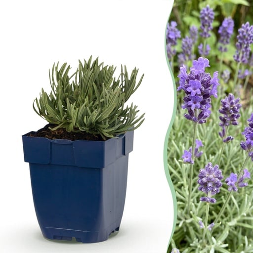 "Echter Lavendel (Lavandula angustifolia) – winterharte Duftpflanze, Höhe ca. 11 cm image"