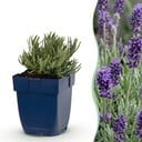 Stauden - Lavandula ang. Munstead - Lavendel - Duftend - Lila - 24 Pflanzen - Topf 11cm - Höhe 15-25cm