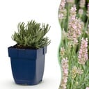 Stauden - Lavandula ang. Rosea - Lavendel - Düfte - Rosa - 24 Pflanzen - Topf 11cm - Höhe 15-25cm