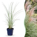 Gräser - Miscanthus sin. Morning Light - Pampasgras - Mit Feder - Silber - 24 Pflanzen - Topf 11cm - Höhe 15-25cm