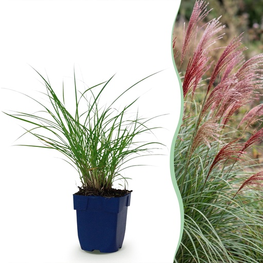 "Gräser - Miscanthus sin. Red Chief - Pampasgras - Mit Blüte - Grün - 24 Pflanzen - Topf 11cm - Höhe 15-25cm image"