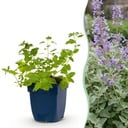 Staude - Nepeta faassenii - Katzenminze - Bienen- und Schmetterlingsmagneten - Lila - 24 Pflanzen - Topf 11cm - Höhe 15-25cm