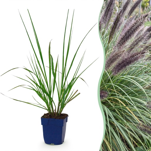 "Gräser - Pennisetum alop. Black Beauty - Lampenputzergras - Mit Blüte - Grün - 24 Pflanzen - Topf 11cm - Höhe 15-25cm image"
