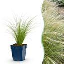 Gräser - Stipa tenuissima Ponytails - Federgras - Immergrün - Grün - 24 Pflanzen - Topf 11cm - Höhe 15-25cm