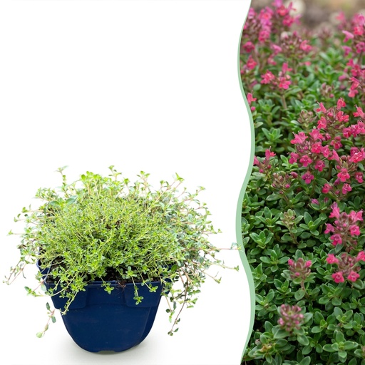 "Stauden - Thymus praecox Red Carpet - KriechThyme - Duftend - Rot-Rosa - 24 Pflanzen - Topf 11cm - Höhe 15-25cm image"