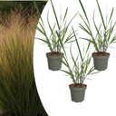 3x Panicum virgatum „Rotstrahlbusch“ – Ziergras mit warmen Herbstfarben | Topfgröße 12 cm