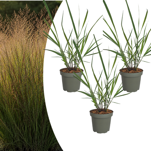 "Ruten-Hirse 3er-Set (Panicum virgatum) – winterhartes Ziergras, Höhe ca. 12 cm image"