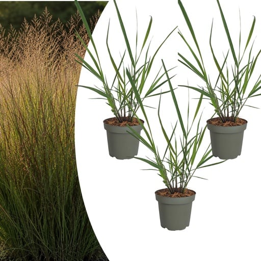"Rutenhirse 'Rotstrahlbusch' 3er-Set (Panicum virgatum) – winterhartes Ziergras image"