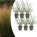 6x Panicum virgatum „Rotstrahlbusch“ – Ziergras mit warmen Herbstfarben | Topfgröße 12 cm