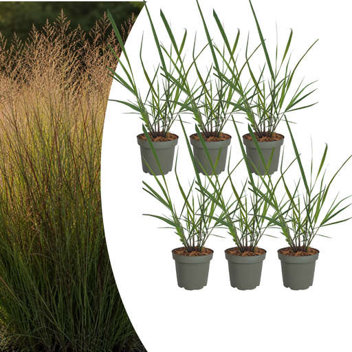 "Ruten-Hirse 6er-Set (Panicum virgatum) – winterhartes Ziergras, Höhe ca. 12 cm image"