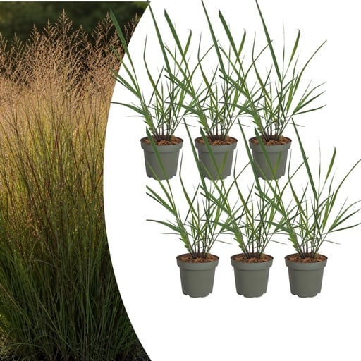 "Rutenhirse 'Rotstrahlbusch' 6er-Set (Panicum virgatum) – winterhartes Ziergras image"