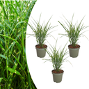 3x Miscanthus sinensis „Zebrinus“ – Auffälliges Zebragras mit dekorativ gestreiftem Blatt | Topfgröße 12 cm
