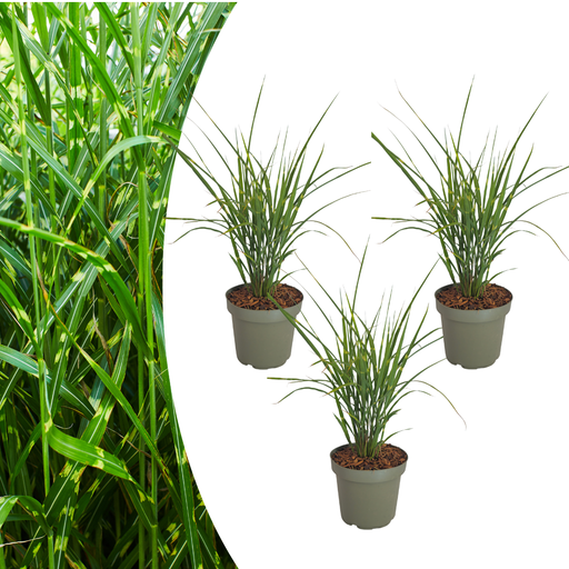 "3x Miscanthus sinensis „Zebrinus“ – Auffälliges Zebragras mit dekorativ gestreiftem Blatt | Topfgröße 12 cm image"