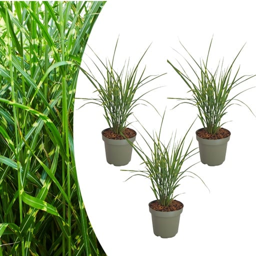 "Chinaschilf 'Zebrinus' 3er-Set (Miscanthus sinensis) – winterhartes Ziergras image"