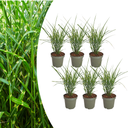 6x Miscanthus sinensis „Zebrinus“ – Auffälliges Zebragras mit dekorativ gestreiftem Blatt | Topfgröße 12 cm