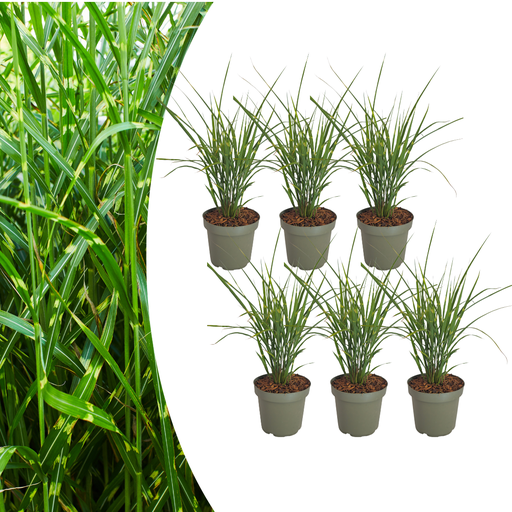 "6x Miscanthus sinensis „Zebrinus“ – Auffälliges Zebragras mit dekorativ gestreiftem Blatt | Topfgröße 12 cm image"