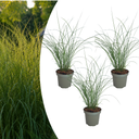 3x Miscanthus sinensis ‚Gracillimus‘ – Elegantes Prachtgras mit anmutig herabhängenden Blättern | Topfgröße 12 cm