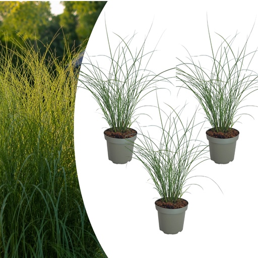 "Chinaschilf 'Gracillimus' 3er-Set (Miscanthus sinensis) – winterhartes Ziergras image"