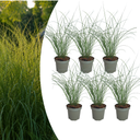 6x Miscanthus sinensis ‚Gracillimus‘ – Elegantes Prachtgras mit anmutig herabhängenden Blättern | Topfgröße 12 cm