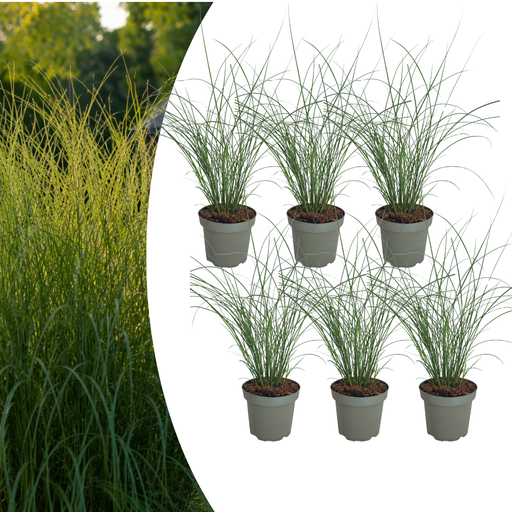 "6x Miscanthus sinensis ‚Gracillimus‘ – Elegantes Prachtgras mit anmutig herabhängenden Blättern | Topfgröße 12 cm image"