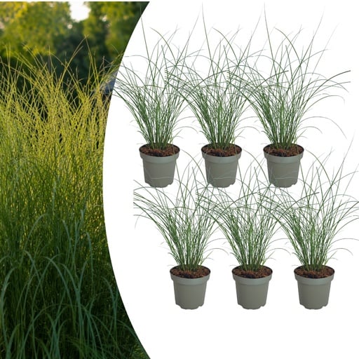 "Chinaschilf 'Gracillimus' 6er-Set (Miscanthus sinensis) – winterhartes Ziergras image"