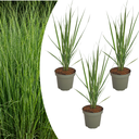 3x Panicum virgatum „Northwind“ – Kräftig aufragendes Ziergras mit schlanker Wuchsform | Topfgröße 12 cm