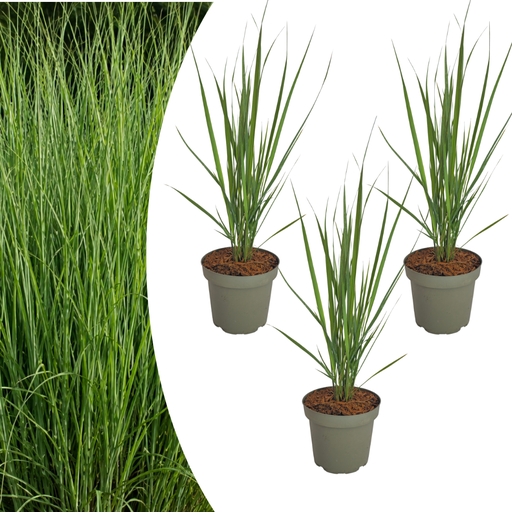 "3x Panicum virgatum „Northwind“ – Kräftig aufragendes Ziergras mit schlanker Wuchsform | Topfgröße 12 cm image"