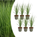 6x Panicum virgatum „Northwind“ – Kräftig aufragendes Ziergras mit schlanker Wuchsform | Topfgröße 12 cm