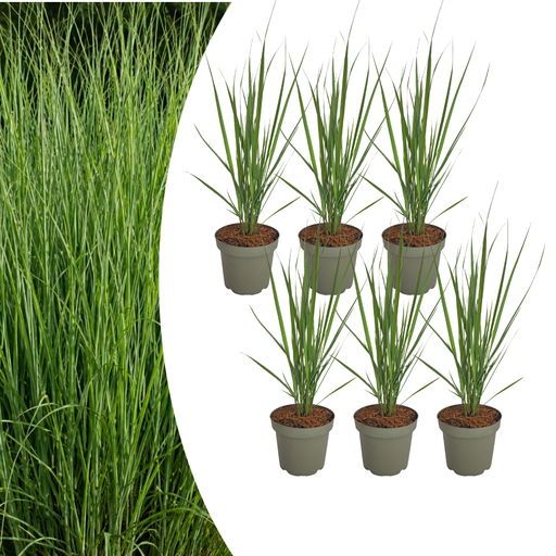 "6x Panicum virgatum „Northwind“ – Kräftig aufragendes Ziergras mit schlanker Wuchsform | Topfgröße 12 cm image"