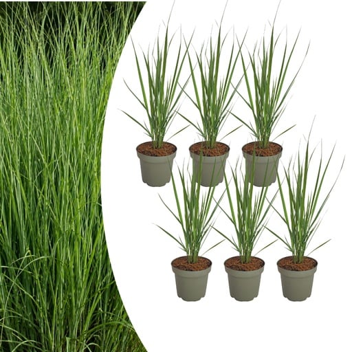 "Rutenhirse 'Northwind' 6er-Set (Panicum virgatum) – winterhartes Ziergras image"