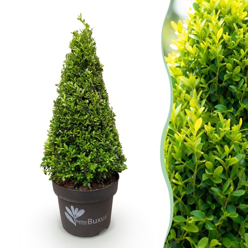 "Buchsbaum Pyramide - BetterBuxus Skylight - Widerstandsfähig gegen die Buxuskrankheit - 1 Pflanz - Topf 23cm Höhe 60-70cm image"
