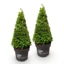 Buchsbaum Pyramide - BetterBuxus Skylight - Widerstandsfähig gegen die Buxuskrankheit - 2 Pflanze - Topf 23cm Höhe 60-70cm