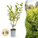 16x Ligustrum ovalifolium Aureum - Buntblättriger Liguster - Heckenpflanzen - Immergrün - Bunt - Topf 9cm - Höhe 35-45cm