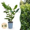 16x Prunus laur. Caucasica - Lorbeer-Kirsche - Heckenpflanzen - Immergrün - Grün - Topf 9cm - Höhe 25-35cm