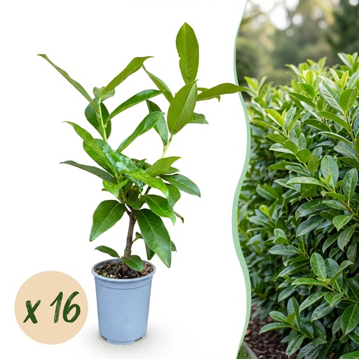 "16x Prunus laur. Novita - Lorbeer-Kirsche - Heckenpflanzen - Immergrün - Grün - Topf 9cm - Höhe 25-35cm image"