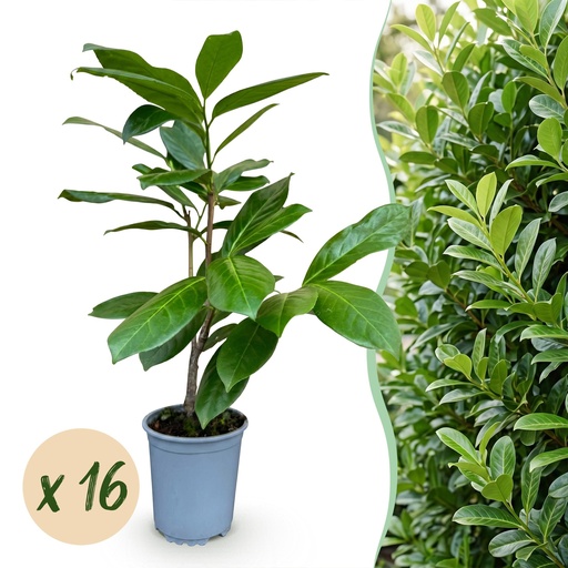 "16x Prunus laur. Rotundifolia - Lorbeer-Kirsche - Heckenpflanzen - Immergrün - Grün - Topf 9cm - Höhe 25-35cm image"