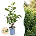 16x Prunus lusitanica Angustifolia - Portugiesischer Lorbeer - Heckenpflanzen - Immergrün - Grün - Topf 9cm - Höhe 25-35cm