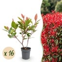 16x Photinia fraseri Little Red Robin - Glanzmispel - Heckenpflanzen - Immergrün - Rot - Topf 9cm - Höhe 25-35cm
