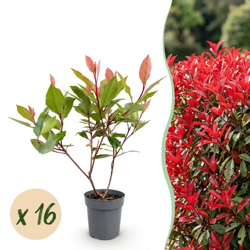 "Glanzmispel 'Little Red Robin' 16er-Set (Photinia fraseri) – bedingt winterharter Zierstrauch, Topf-Ø 9 cm, Höhe ca. 25–35 cm image"
