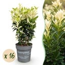 16x Euonymus japonica Paloma Blanca - Spindelstrauch - Heckenpflanzen - Immergrün - Grün - Weiß - Topf 9cm - Höhe 20-30cm