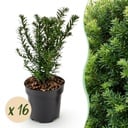 16x Taxus baccata - Eibe - Heckenpflanzen - Immergrün - Grün - Topf 9cm - Höhe 20-30cm