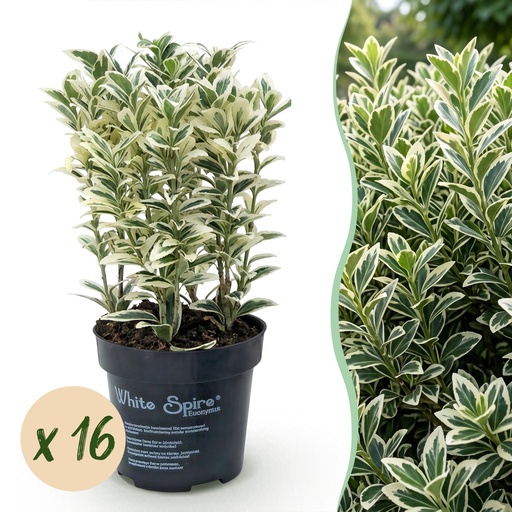 "16x Euonymus japonicus White Spire - Kardinalskappen - Heckenpflanzen - Immergrün - Weiß - Grün - Topf 9cm - Höhe 20-30cm image"