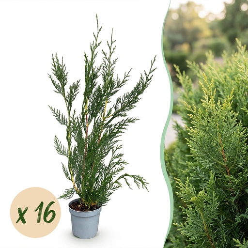 "16x Cupressocyparis leylandii 2011 - Leylandii - Heckenpflanzen - Immergrün - Grün - Topf 9cm - Höhe 30-40cm image"