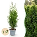 16x Thuja occidentalis Smaragd - Lebensbaum - Heckenpflanzen - Immergrün - Grün - Topf 9cm - Höhe 20-30cm